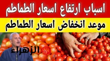 قفزة جديدة.. سعر كيلو الطماطم اليوم في سوق العبور يخالف التوقعات 1